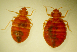 bedbugs